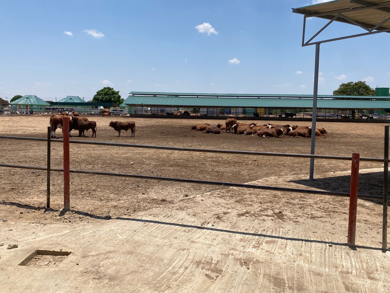 Modern Dairy Farm Facility