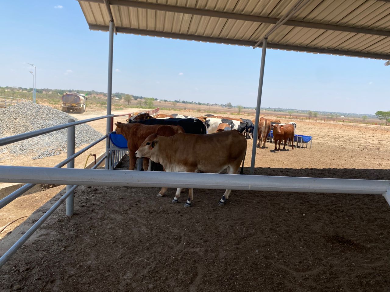 Dairy Farm Construction