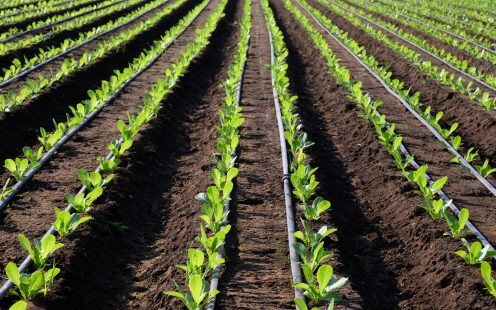Drip Irrigation Field Installation