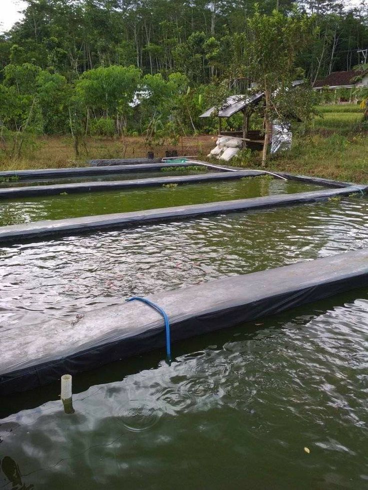 Fish Pond Construction