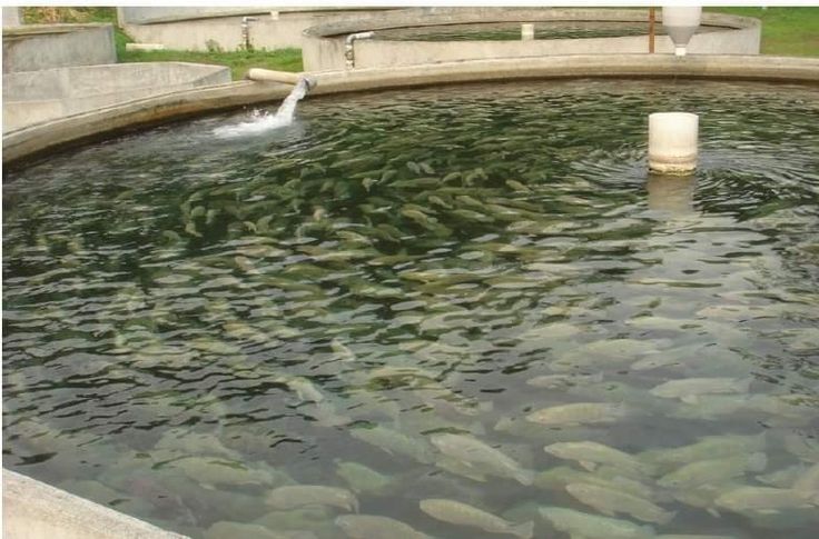 Fish Farming Facility