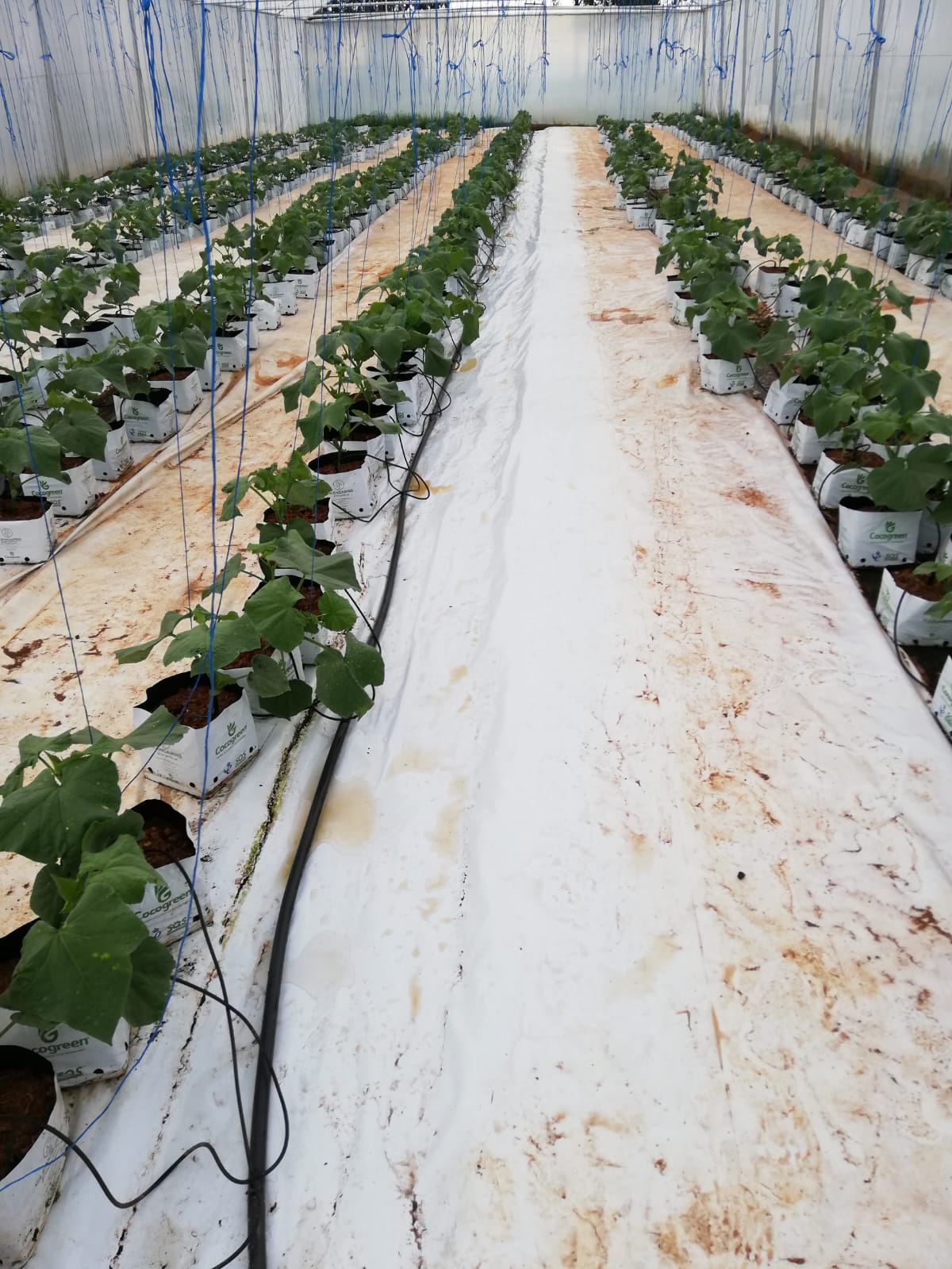 Modern Greenhouse Structure